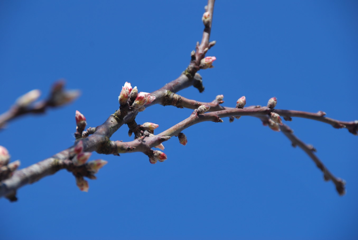 Kirschbaumast mit Blüten